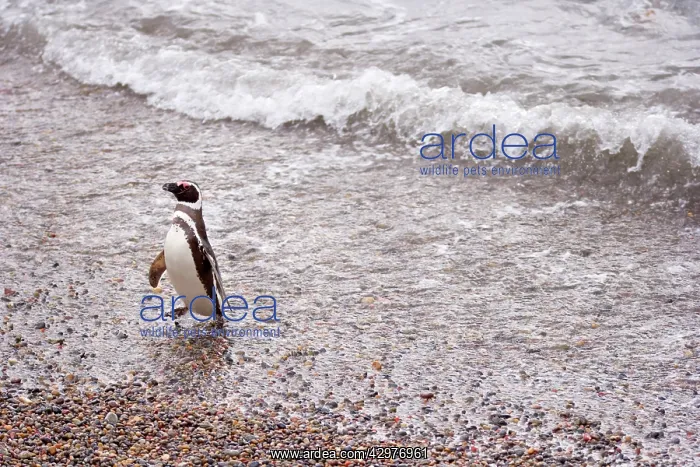 : Magellanic Penguin - adult coming ashore walking : Magellanic Penguin - adult coming ashore walking