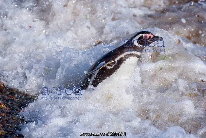 : Magellanic Penguin - adult jumping into the raging : Magellanic Penguin - adult jumping into the raging