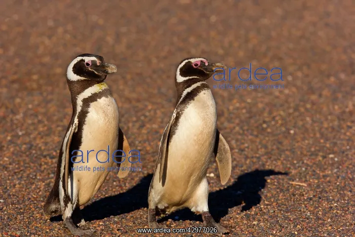 : Magellanic Penguin - two adult penguins marching : Magellanic Penguin - two adult penguins marching