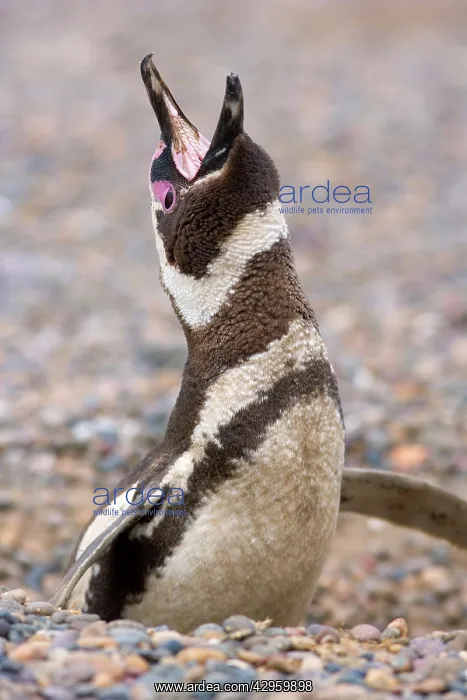 : Magellanic Penguin - adult standing in burrow crying : Magellanic Penguin - adult standing in burrow crying
