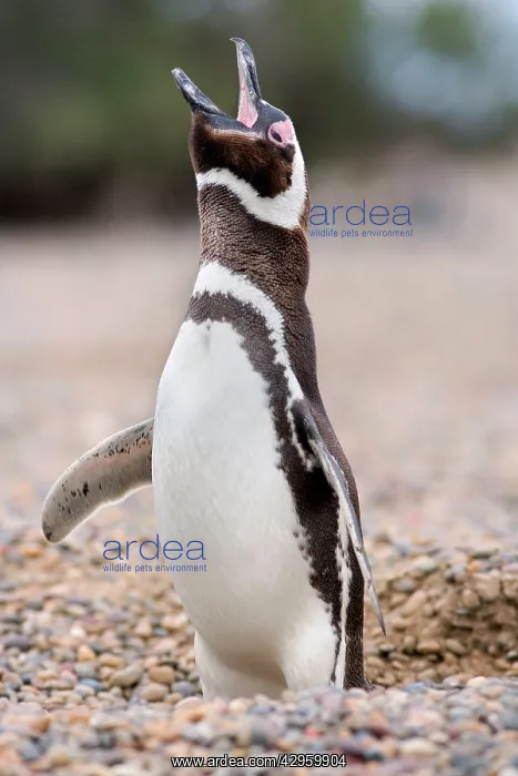 : Magellanic Penguin - adult standing in burrow crying : Magellanic Penguin - adult standing in burrow crying