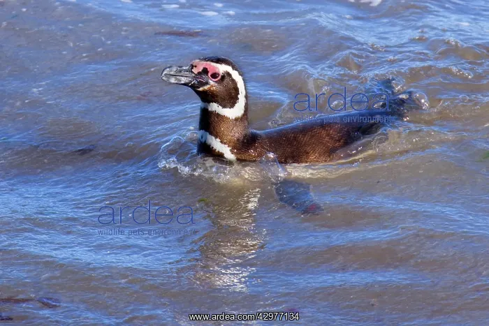 : Magellanic Penguin - adult swimming in the surf : Magellanic Penguin - adult swimming in the surf