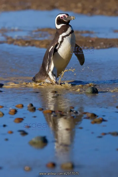 : Magellanic Penguin - adult walking through a rain : Magellanic Penguin - adult walking through a rain