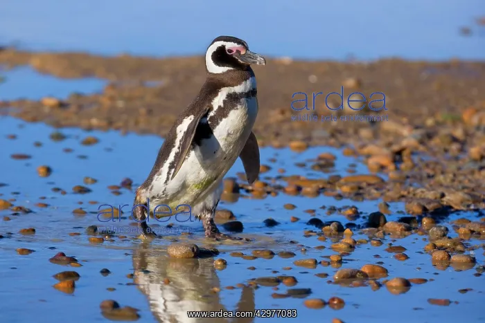 : Magellanic Penguin - adult walking through a rain : Magellanic Penguin - adult walking through a rain
