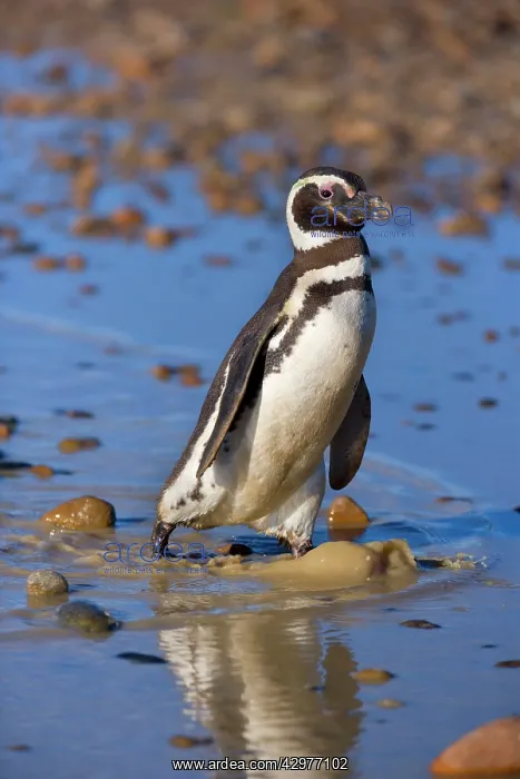 : Magellanic Penguin - adult walking through a rain : Magellanic Penguin - adult walking through a rain