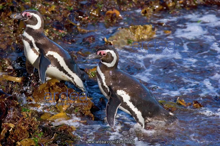 : Magellanic Penguin - two adults coming ashore : Magellanic Penguin - two adults coming ashore