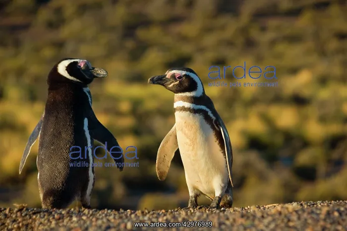 : Magellanic Penguin - two adults passing each other : Magellanic Penguin - two adults passing each other