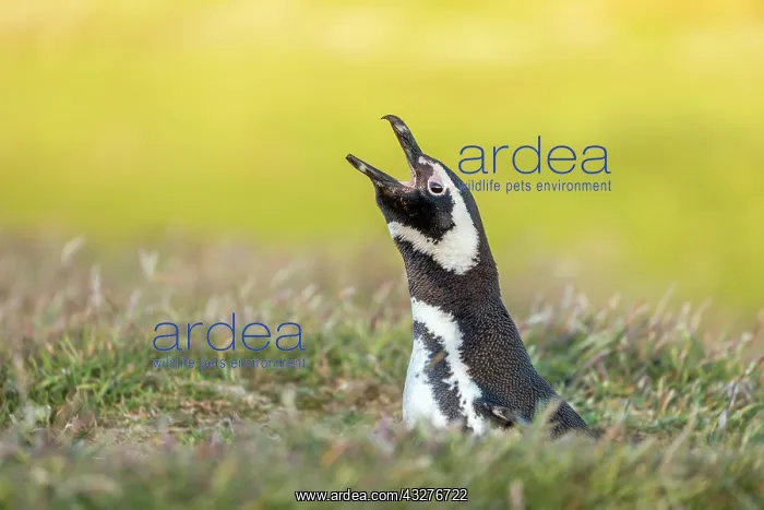  : Magellanic Penguin - Calling - Falkland Islands
