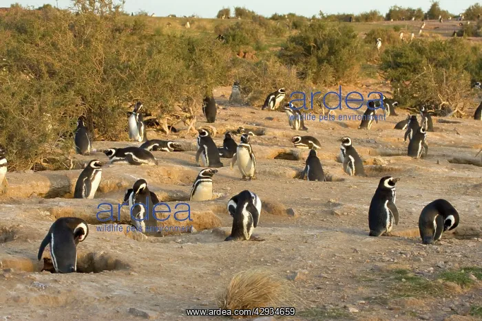 : Magellanic Penguin colony : Magellanic Penguin colony