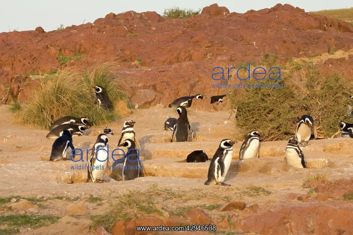 : Magellanic Penguin colony : Magellanic Penguin colony