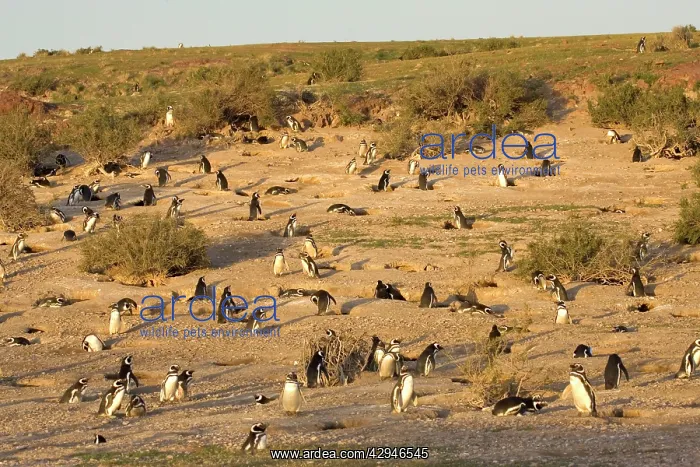 : Magellanic Penguin colony : Magellanic Penguin colony