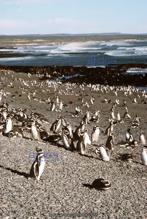 : Magellanic Penguin colony : Magellanic Penguin colony