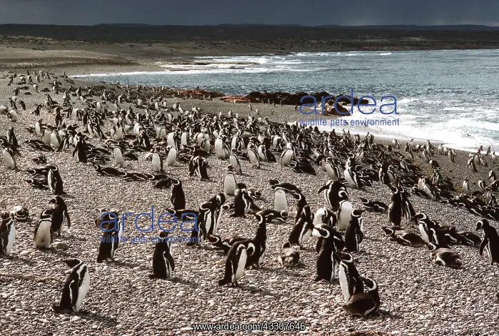 : Magellanic Penguin - Colony on beach : Magellanic Penguin - Colony on beach
