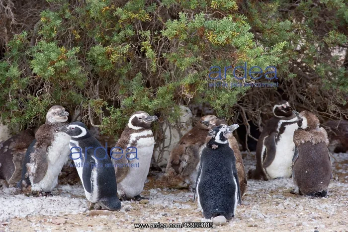 : Magellanic Penguin - colony with juvenile penguins : Magellanic Penguin - colony with juvenile penguins