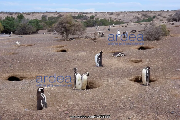 : Magellanic Penguin - colony of Magellanic Penguins : Magellanic Penguin - colony of Magellanic Penguins