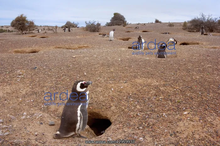: Magellanic Penguin - colony of Magellanic Penguins : Magellanic Penguin - colony of Magellanic Penguins
