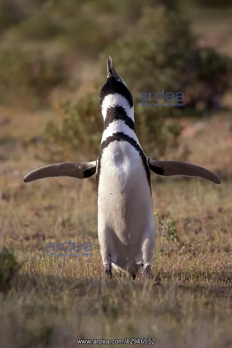 : Magellanic Penguin - Estatic display near nest : Magellanic Penguin - Estatic display near nest