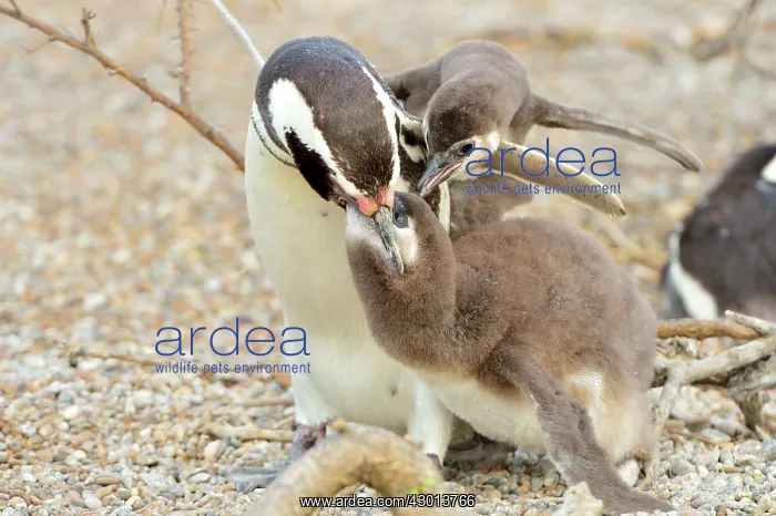 : Magellanic Penguin - feeding two chicks : Magellanic Penguin - feeding two chicks