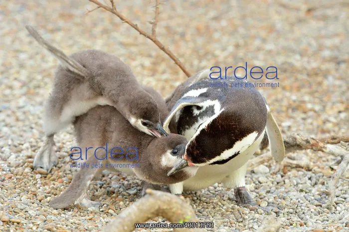 : Magellanic Penguin - feeding two chicks : Magellanic Penguin - feeding two chicks