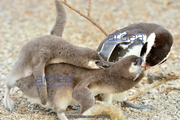 : Magellanic Penguin - feeding two chicks : Magellanic Penguin - feeding two chicks
