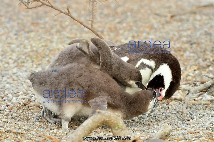 : Magellanic Penguin - feeding two chicks : Magellanic Penguin - feeding two chicks