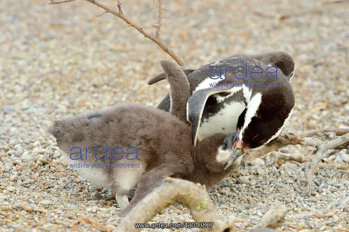 : Magellanic Penguin - feeding two chicks : Magellanic Penguin - feeding two chicks