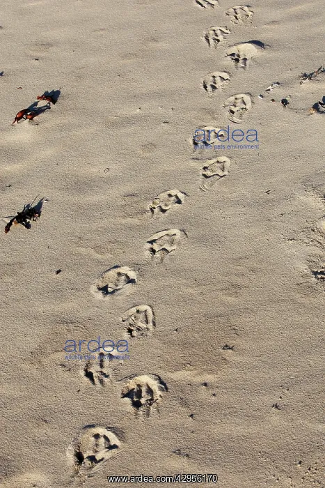 : Magellanic Penguin - footprints : Magellanic Penguin - footprints