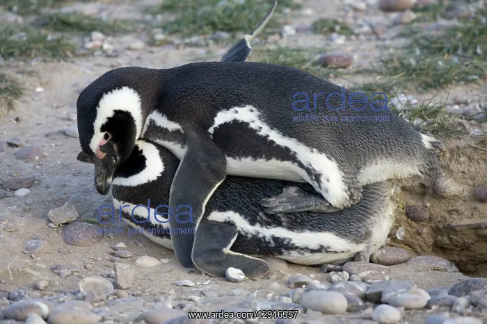 : Magellanic Penguin - mating : Magellanic Penguin - mating