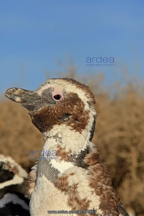 : Magellanic Penguin - moulting : Magellanic Penguin - moulting