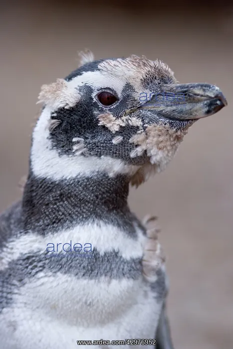 : Magellanic Penguin - moulting juvenile chick : Magellanic Penguin - moulting juvenile chick