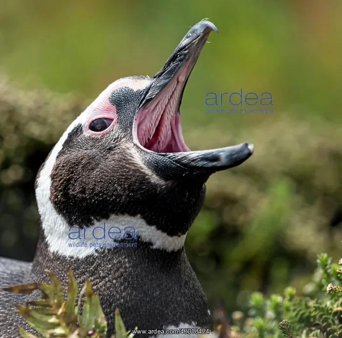 : Magellanic Penguin with mouth open : Magellanic Penguin with mouth open