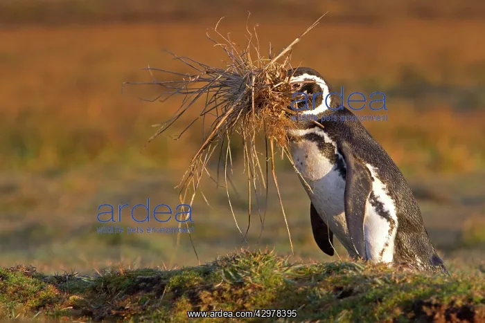 : Magellanic Penguin - with nesting material in beak : Magellanic Penguin - with nesting material in beak