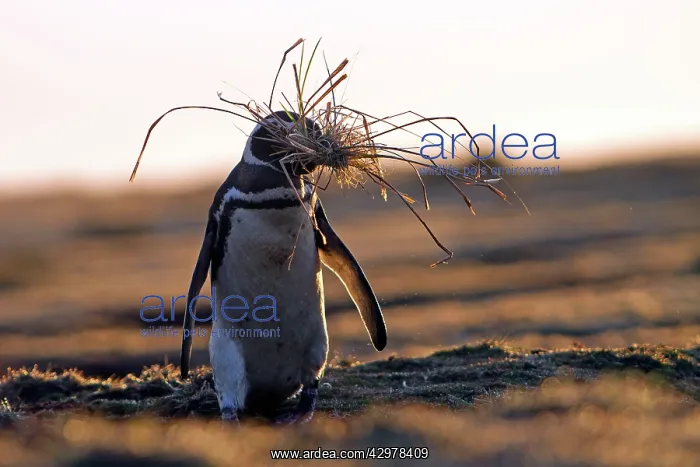 : Magellanic Penguin - with nesting material in beak : Magellanic Penguin - with nesting material in beak