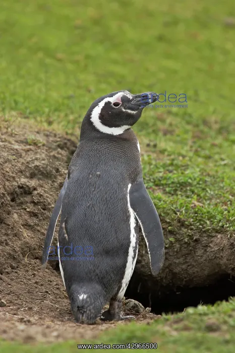 : Magellanic Penguin - outside burrow : Magellanic Penguin - outside burrow