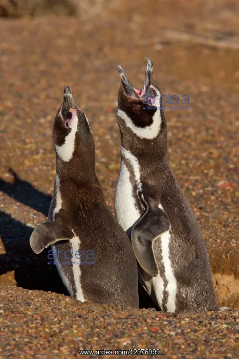 : Magellanic Penguin - pair of adult penguins guarding : Magellanic Penguin - pair of adult penguins guarding