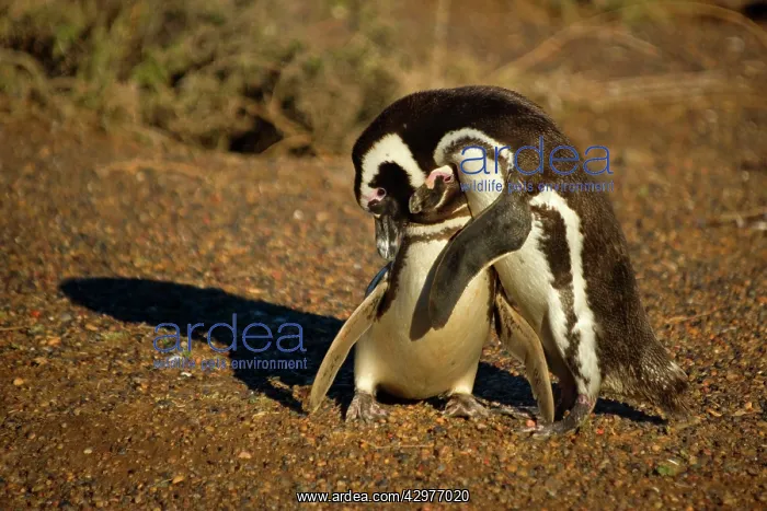 : Magellanic Penguin - pair of adults caressing each other : Magellanic Penguin - pair of adults caressing each other