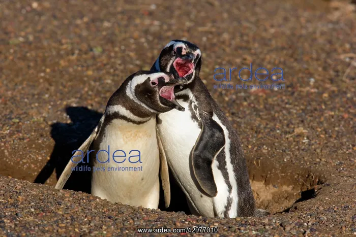 : Magellanic Penguin - pair of adults guarding its : Magellanic Penguin - pair of adults guarding its