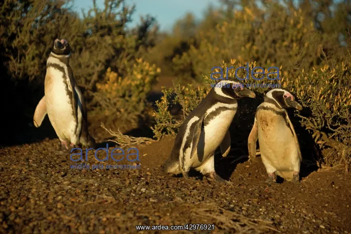 : Magellanic Penguin - pair guarding its burrow - : Magellanic Penguin - pair guarding its burrow -