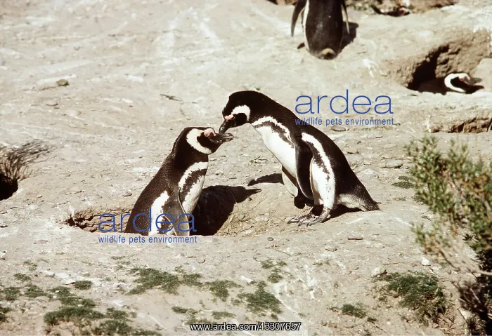 : MAGELLANIC PENGUIN - pair at nest : MAGELLANIC PENGUIN - pair at nest