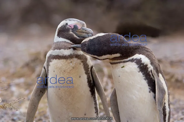 : Magellanic Penguin - pair of penguins caressing : Magellanic Penguin - pair of penguins caressing