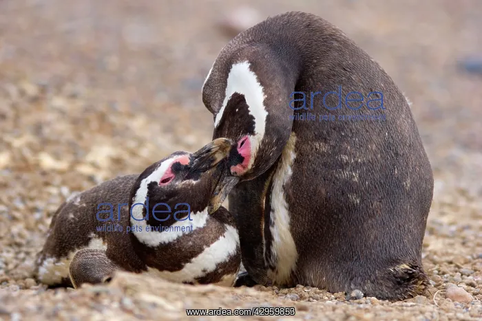 : Magellanic Penguin - pair of penguins caressing : Magellanic Penguin - pair of penguins caressing