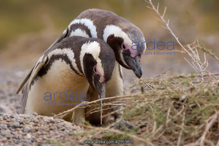 : Magellanic Penguin - pair of penguins inspecting : Magellanic Penguin - pair of penguins inspecting