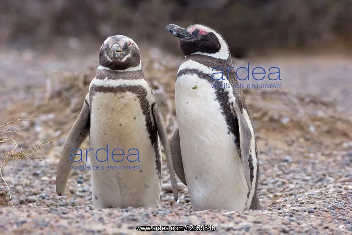 : Magellanic Penguin - pair of penguins standing : Magellanic Penguin - pair of penguins standing