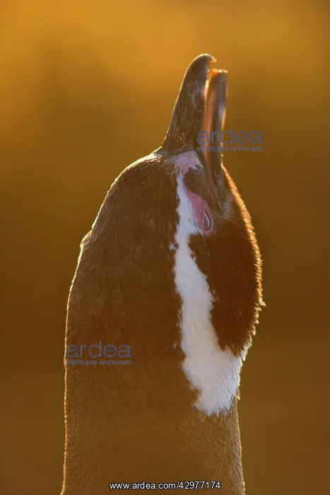 : Magellanic Penguin - portrait of an adult in very : Magellanic Penguin - portrait of an adult in very