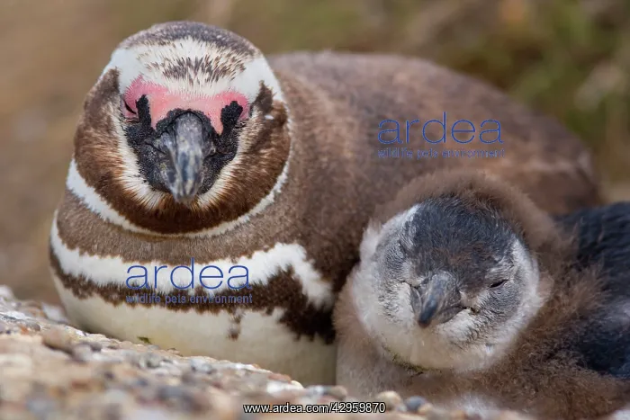 : Magellanic Penguin - portrait of adult and chick : Magellanic Penguin - portrait of adult and chick