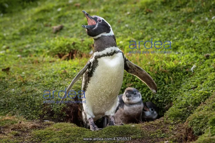 : Magellanic penguin (Spheniscus magellanicus), adult : Magellanic penguin (Spheniscus magellanicus), adult