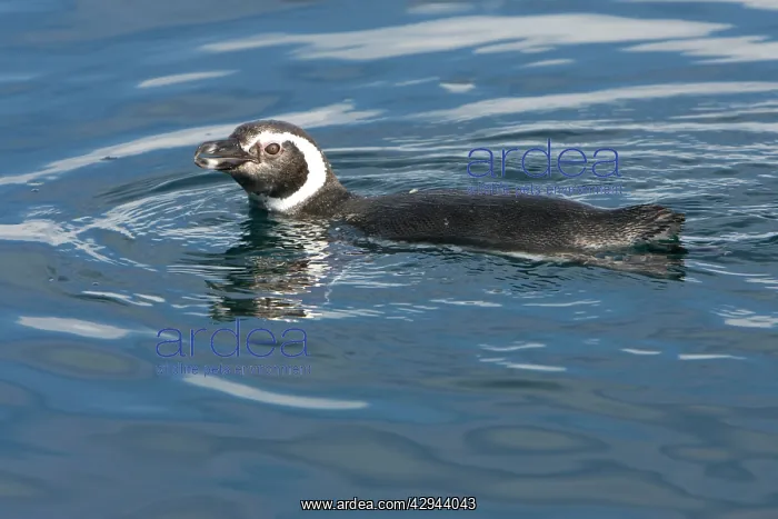 : Magellanic Penguin - at the surface, while feeding : Magellanic Penguin - at the surface, while feeding