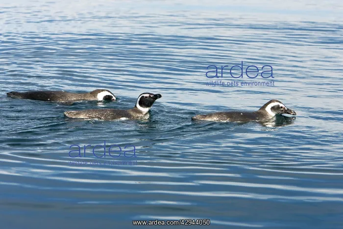 : Magellanic Penguin - at the surface, while feeding : Magellanic Penguin - at the surface, while feeding