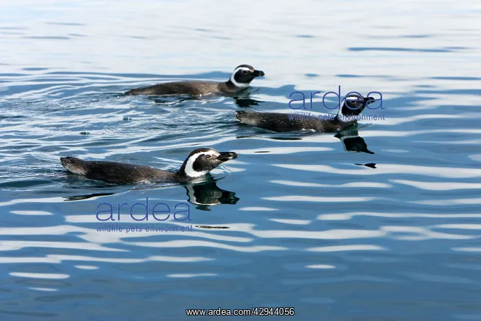 : Magellanic Penguin - at the surface, while feeding : Magellanic Penguin - at the surface, while feeding