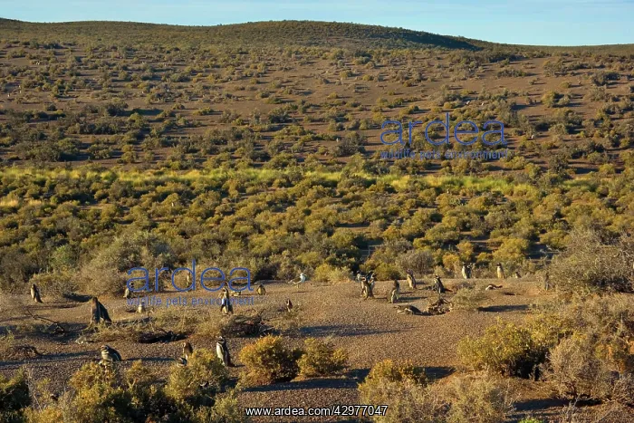 : Magellanic Penguin - view into penguin colony : Magellanic Penguin - view into penguin colony